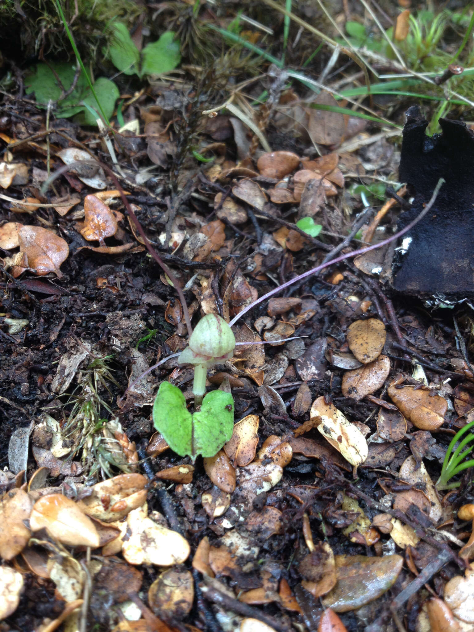 Image of Zeller's spider orchid