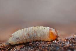 Image of European spruce beetle