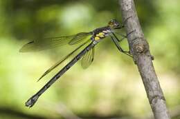 Image of Amber-winged Spreadwing