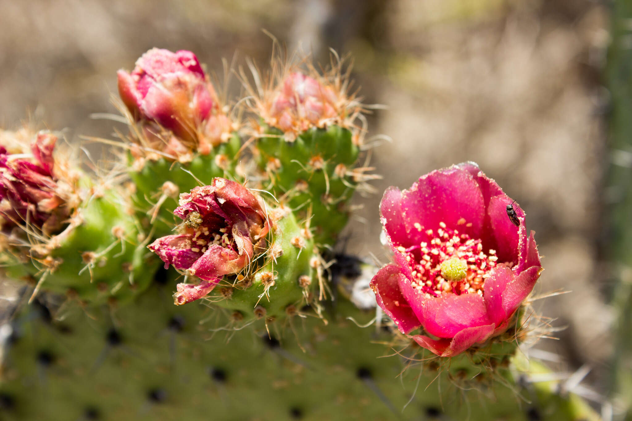 Image of Opuntia pilifera F. A. C. Weber