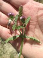 Image of Verbena hispida Ruiz & Pav.