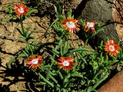 Imagem de Delosperma multiflorum L. Bol.