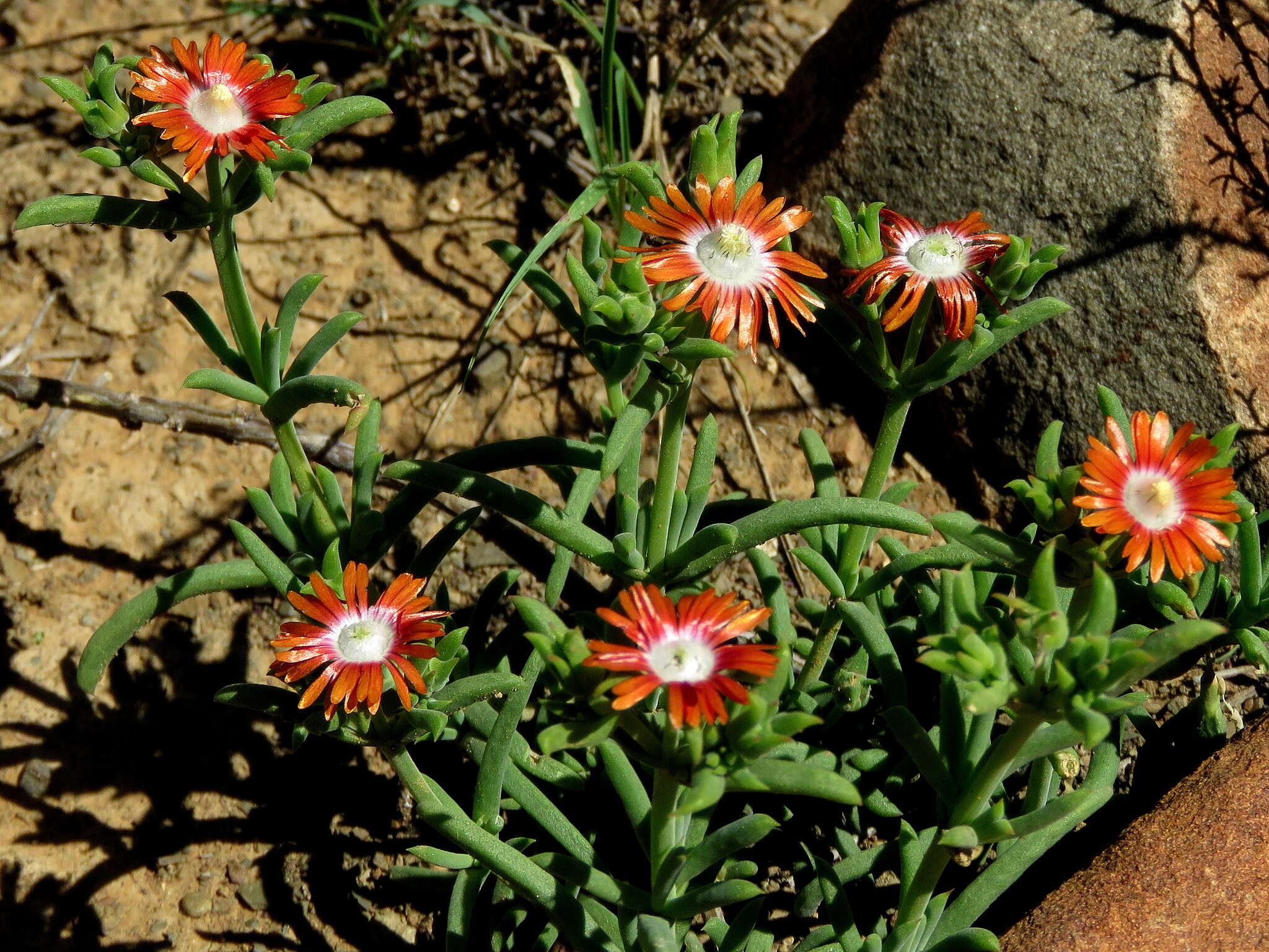 Image of Delosperma multiflorum L. Bol.