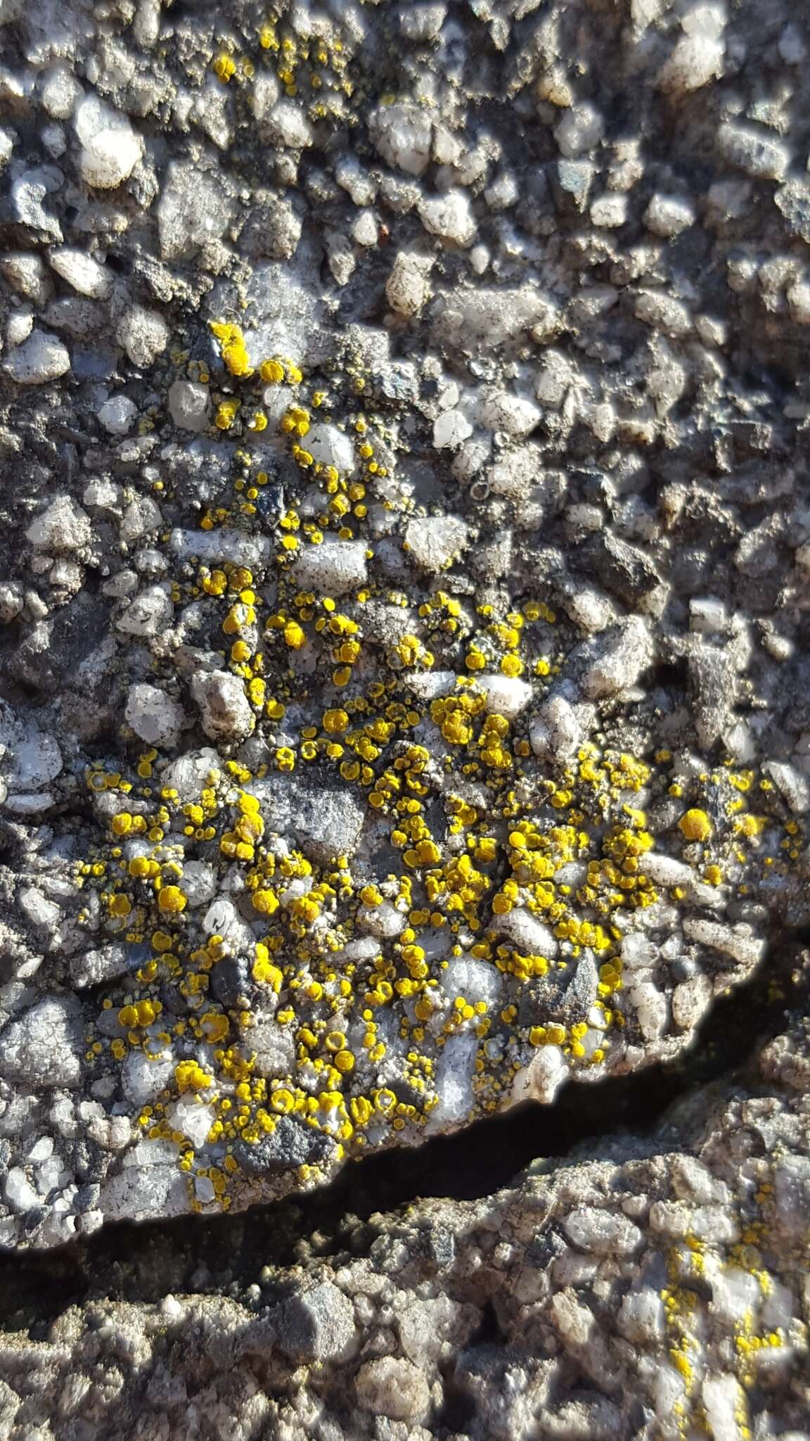 Image of Hidden goldspeck lichen