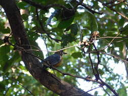 Image of Orange-headed Thrush