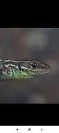 Image of Caucusus Emerald Lizard