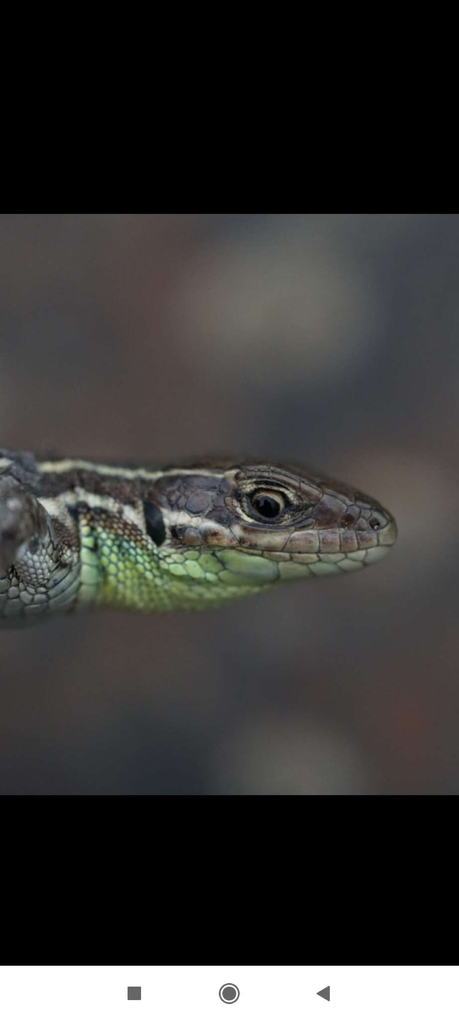 Image of Caucusus Emerald Lizard