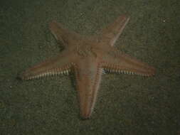 Image of Sand star