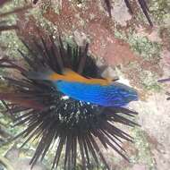 Image of Bumphead damselfish