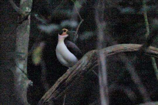 Image of rockfowl