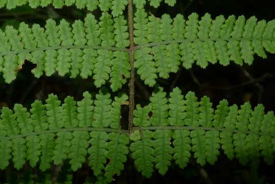 Image of Hypolepis rugosula subsp. lactea (Brownsey & Chinnock) Schwartsb.