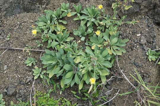 Image de Crepidiastrum taiwanianum Nakai