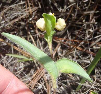 Image of Commelina africana subsp. africana