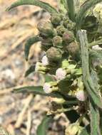 Image of Emory's milkweed