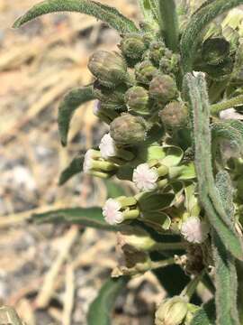 Image of Emory's milkweed