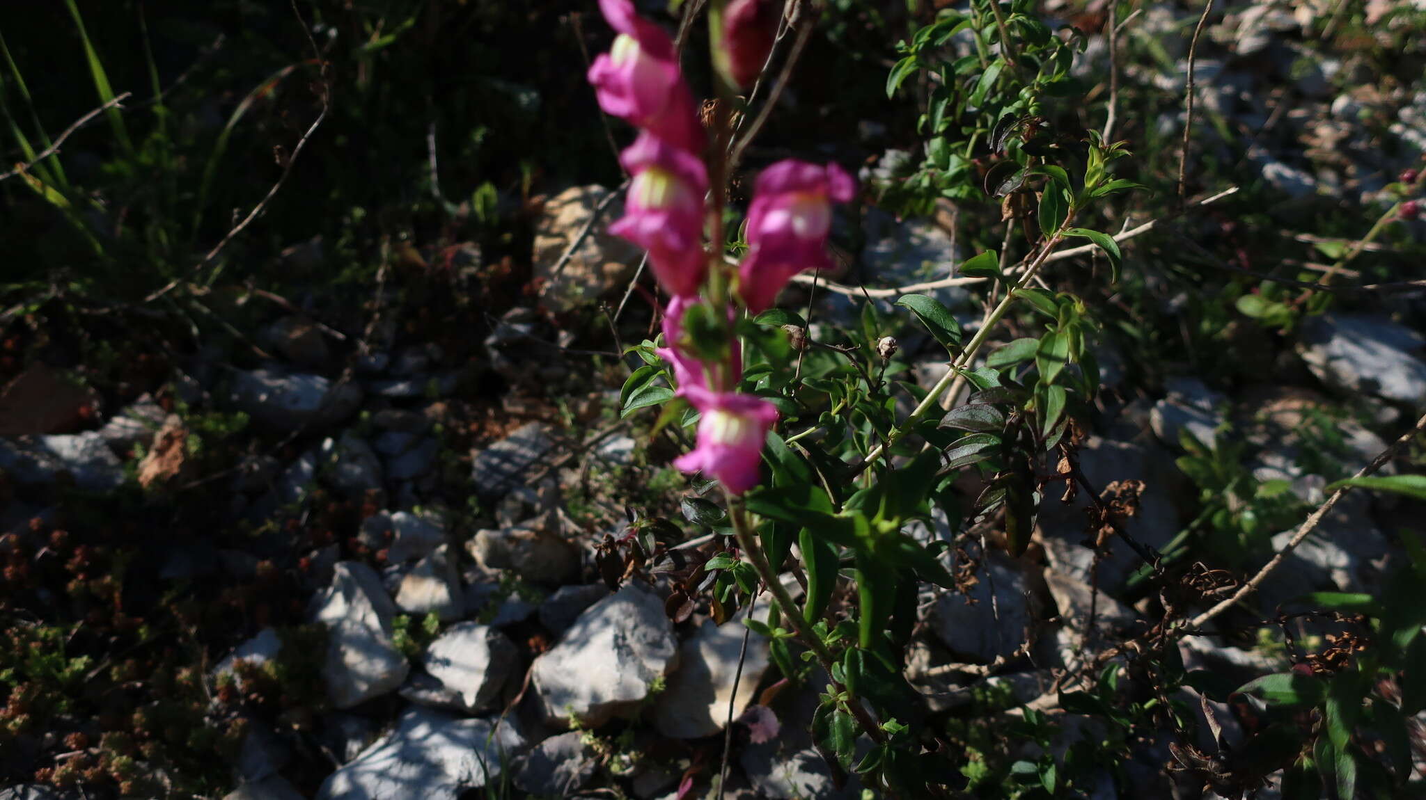 Image of Antirrhinum linkianum Boiss. & Reuter