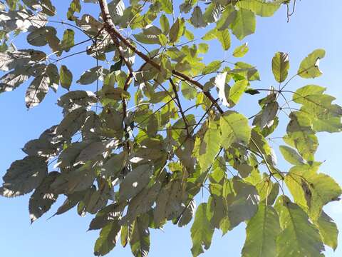 Image de Handroanthus albus (Cham.) Mattos