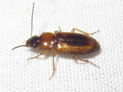 Image of LeConte's Seedcorn Beetle