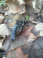 Image of Tamaulipan False Brook Salamander