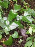 Imagem de Asarum caudigerum Hance