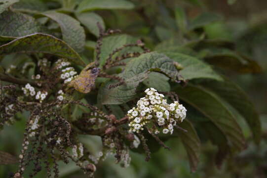 Image de Tournefortia rufosericea Hook. fil.