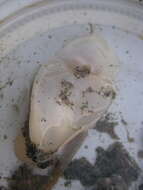 Image of Sea snail