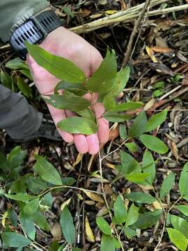 Image of Doryphora sassafras Endl.