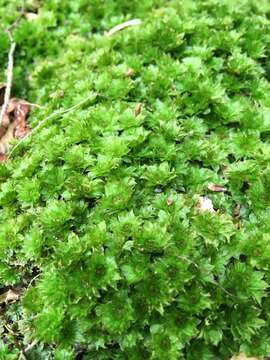 Image of Ontario rhodobryum moss