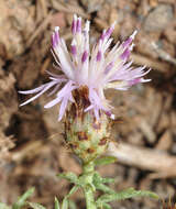 Слика од Centaurea gadorensis G. Blanca