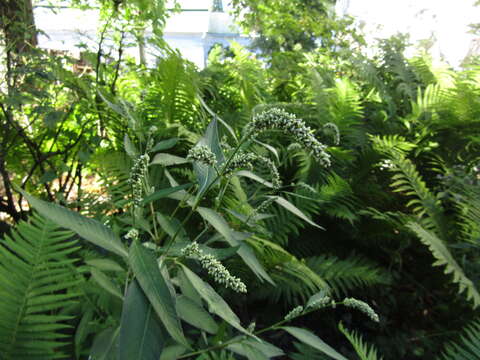 صورة Persicaria lapathifolia subsp. lapathifolia