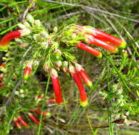 Image of Ever-flowering heath