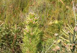 Plancia ëd Leucadendron xanthoconus (Kuntze) K. Schum.