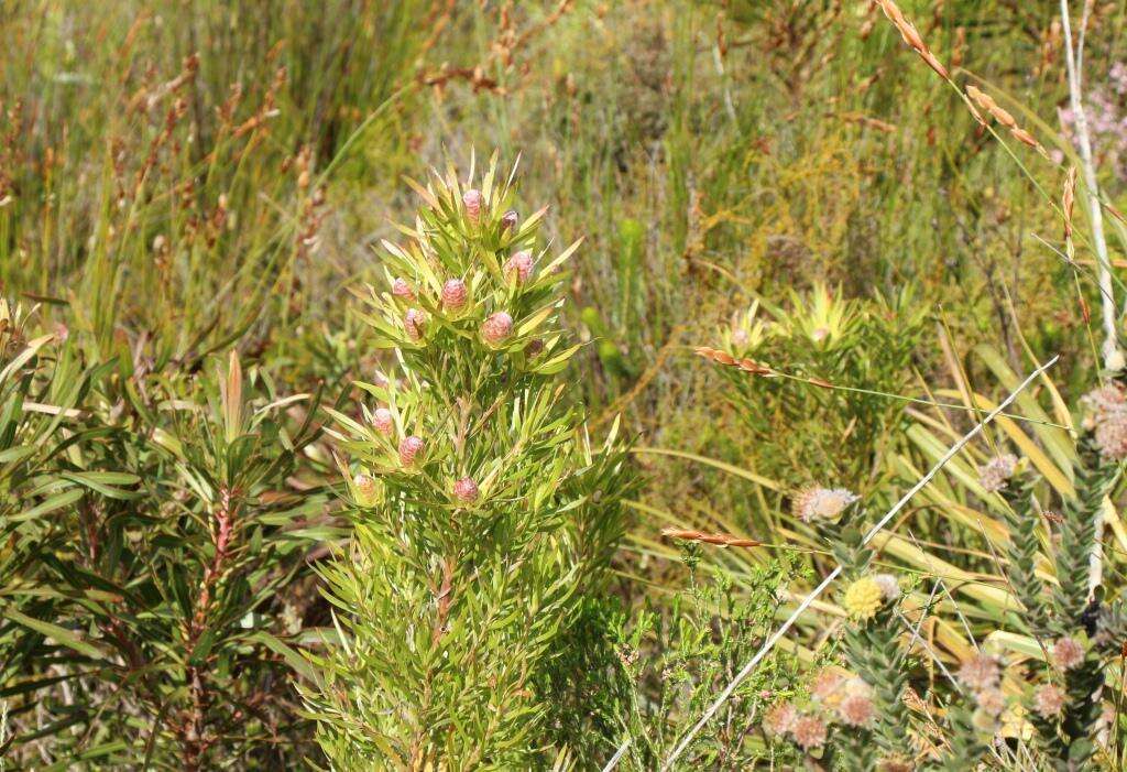 Plancia ëd Leucadendron xanthoconus (Kuntze) K. Schum.