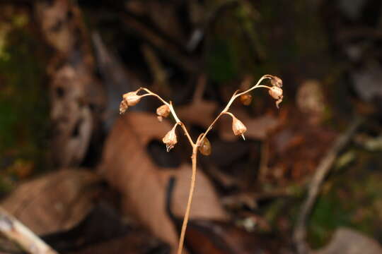 Imagem de Dictyostega orobanchoides (Hook.) Miers