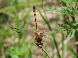 Imagem de Progomphus alachuensis Byers 1939