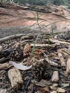 Image de Asclepias rusbyi (Vail) R. E. Woodson