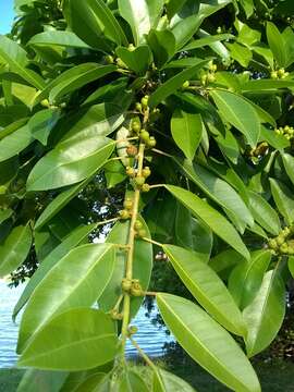 Image of Ficus pertusa L. fil.