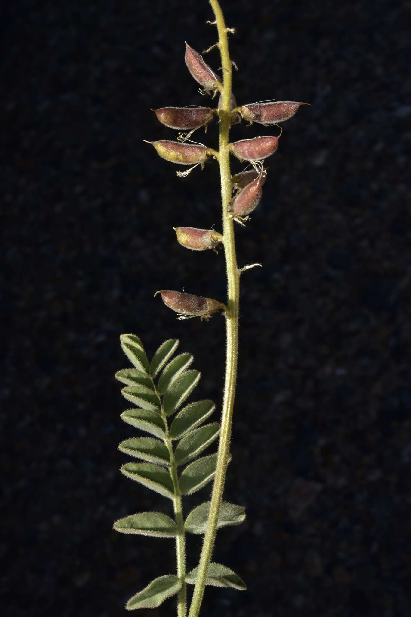 Image of Minthorn's milkvetch