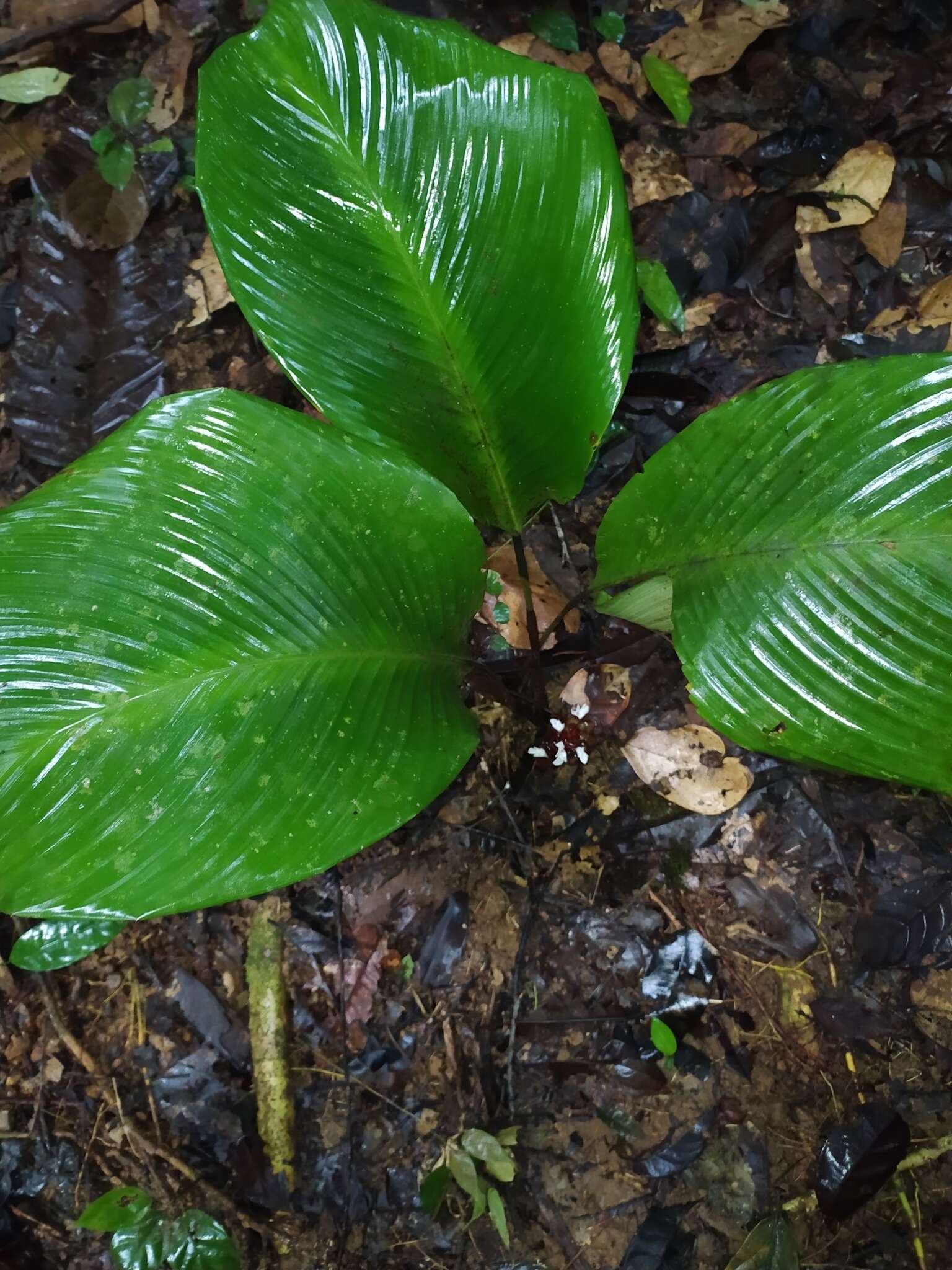 Image de Goeppertia erecta (L. Andersson & H. Kenn.) Borchs. & S. Suárez