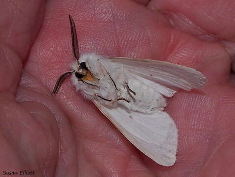 Image of Agreeable Tiger Moth