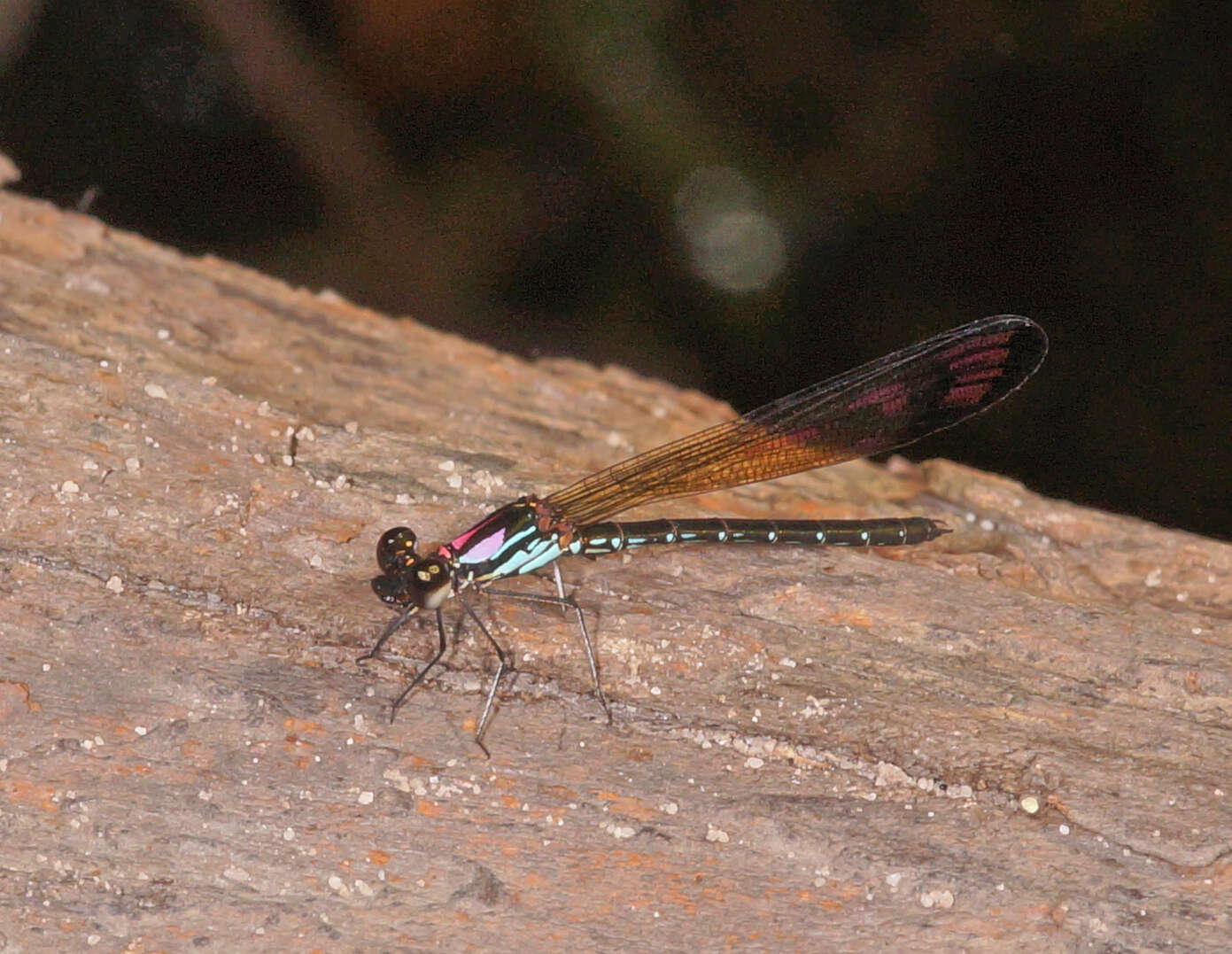 Image of Heliocypha biforata (Selys 1859)