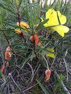 Oenothera macrocarpa Nutt. resmi