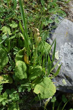 Image of Primula ruprechtii Kusnez. ex Lipsky