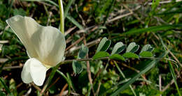 Sivun Vicia grandiflora Scop. kuva