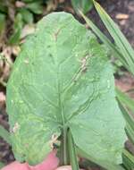 Image of Phytomyza lactuca Frost 1924