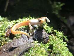 Image of Bolitoglossa peruviana (Boulenger 1883)