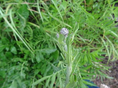 Image of Centaurea scabiosa subsp. integra Greuter