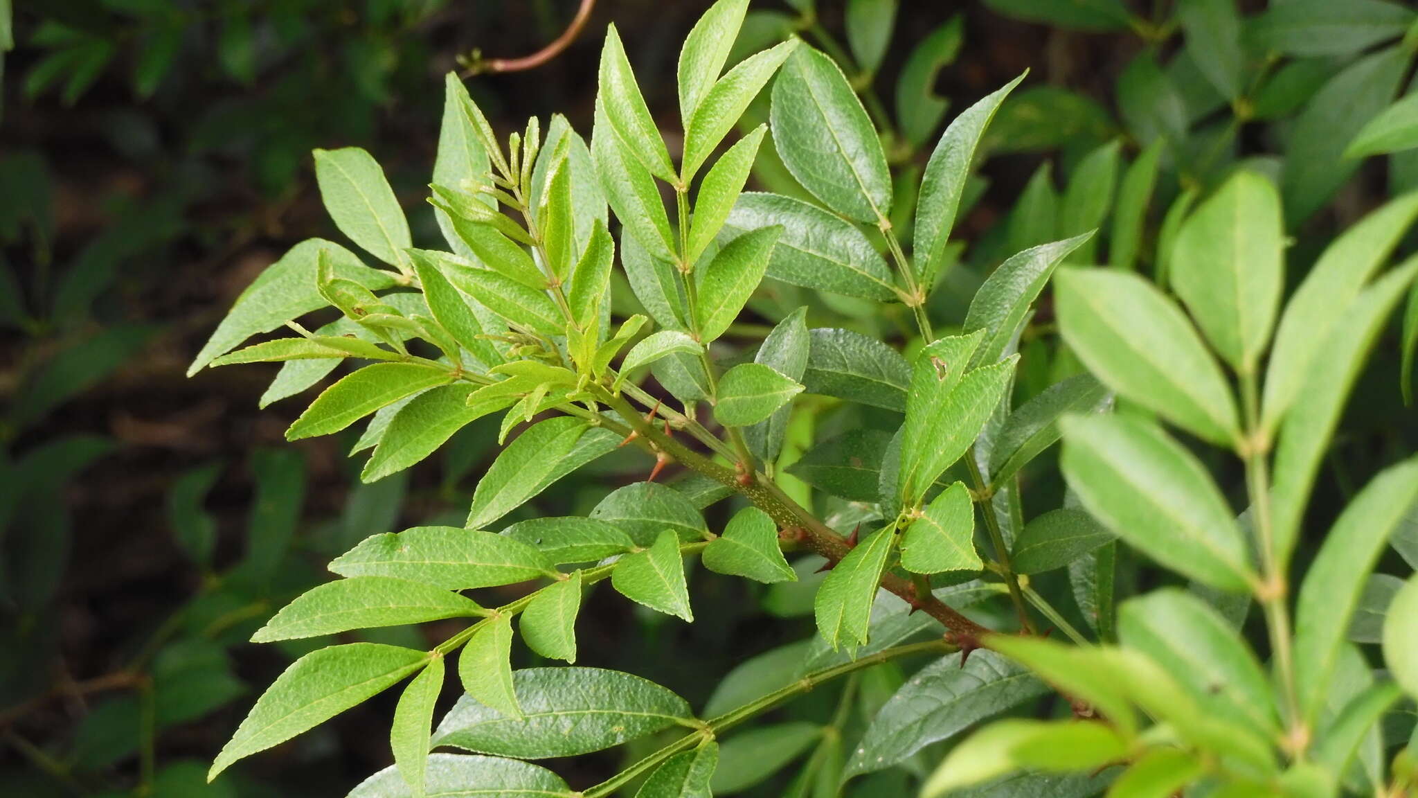 Image of Chinese-pepper