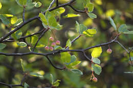 Sivun Bursera epinnata (Rose) Engl. kuva