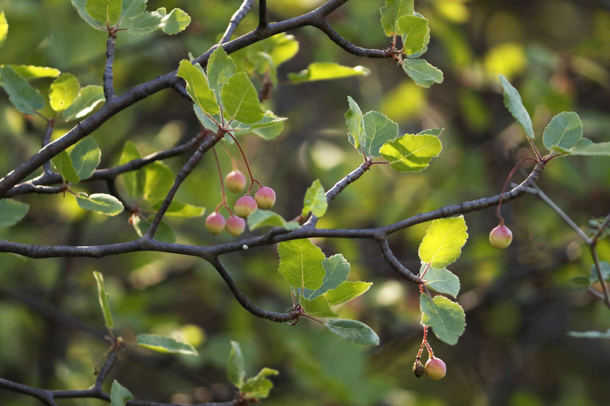 Sivun Bursera epinnata (Rose) Engl. kuva